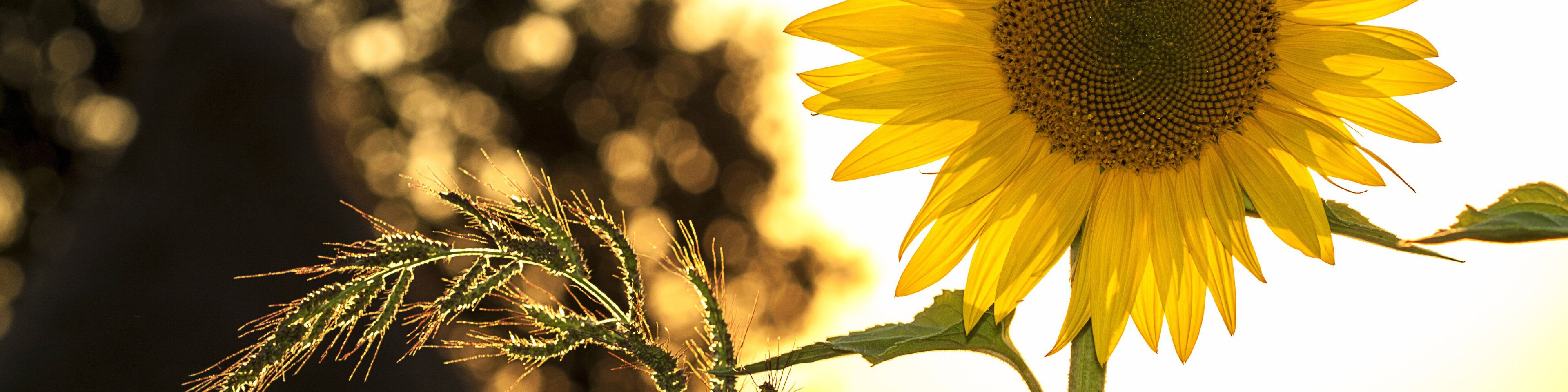 Sonnenblume | © Bild von Mircea Ploscar auf Pixabay